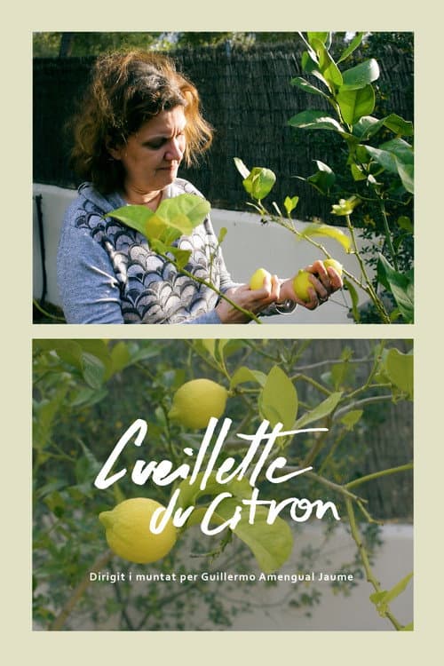 Cueillette du citron poster