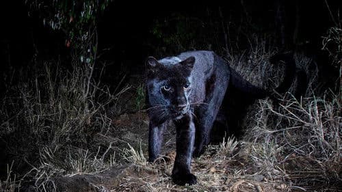 In Search Of A Legend: Black Leopard poster