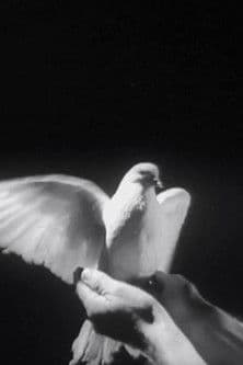 The Butterfly and the Candle Flame poster