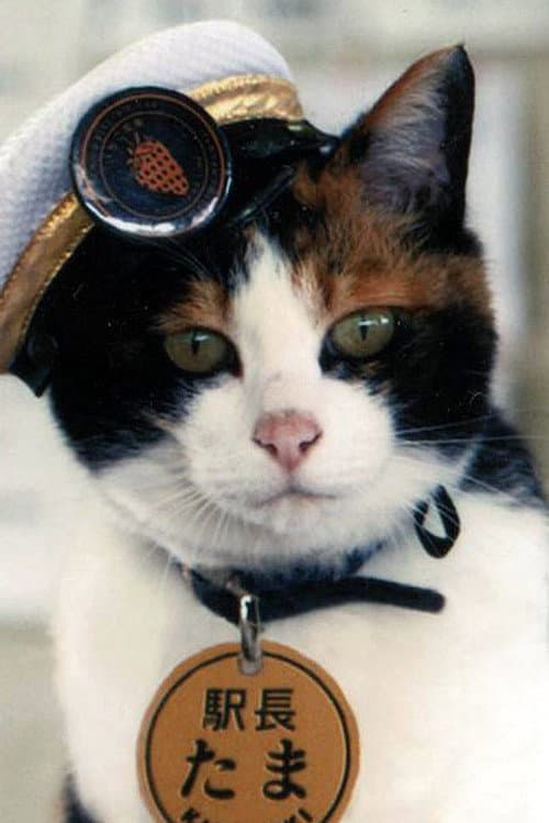 Tama profile photo