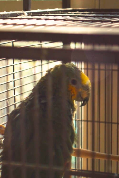 Charlie The Parrot profile photo