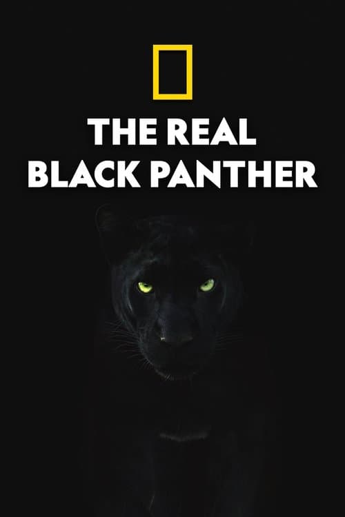 The Real Black Panther poster