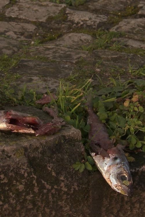 There's a Cat Here poster