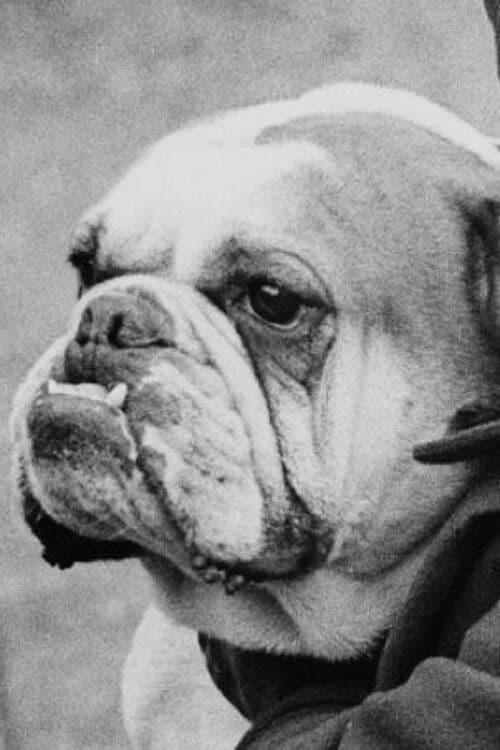 A Cat And Dog Life poster