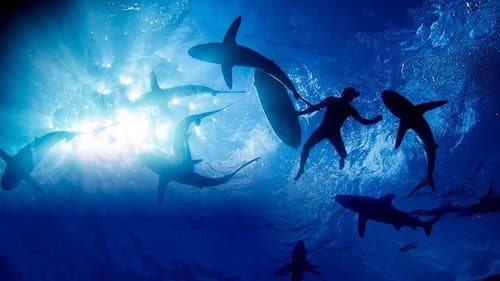 Sharkwrecked: Crash Landing poster