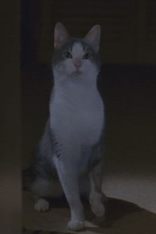 Bob the Cat profile photo