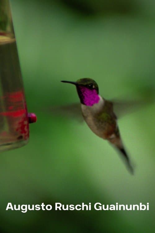 Augusto Ruschi Guainunbi poster