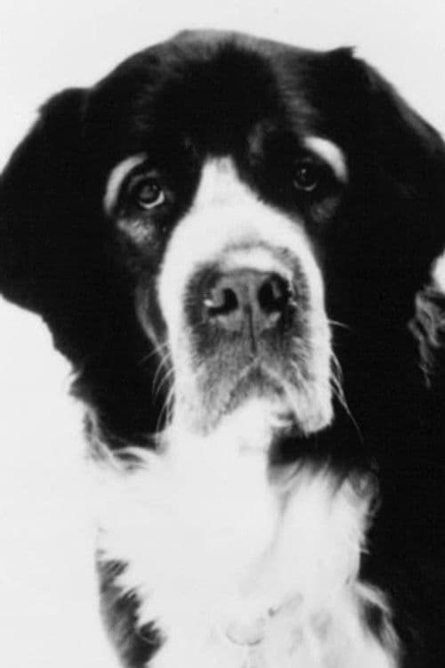 Barney profile photo