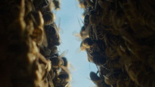 The Quiet Beekeeper poster