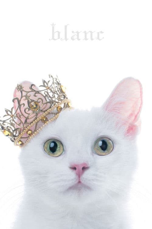 Aimer: Best Selection "blanc" (Limited Edition Bonus) poster