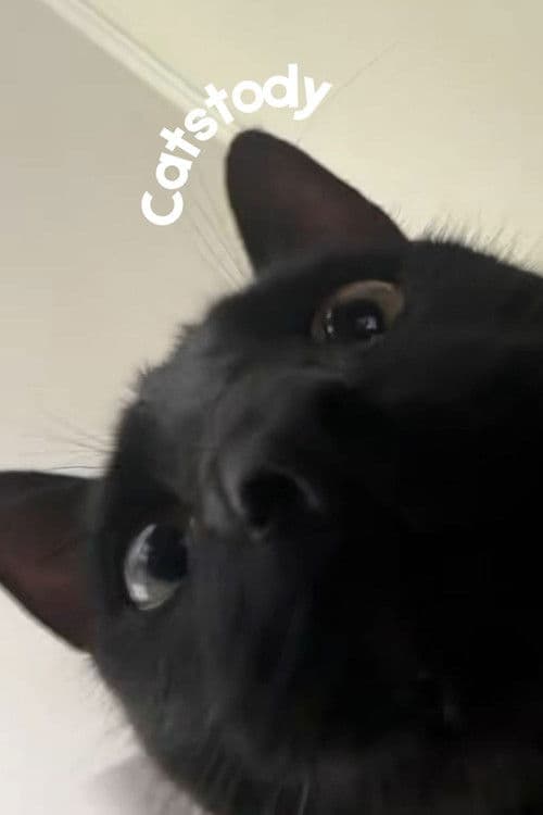 Catstody poster