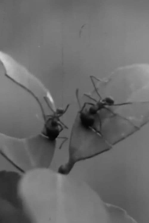 Underground Farmers poster