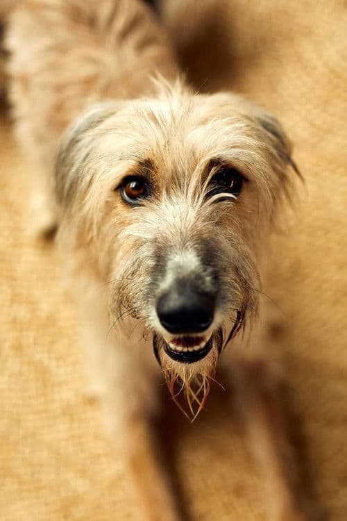 Rosie the Lurcher profile photo