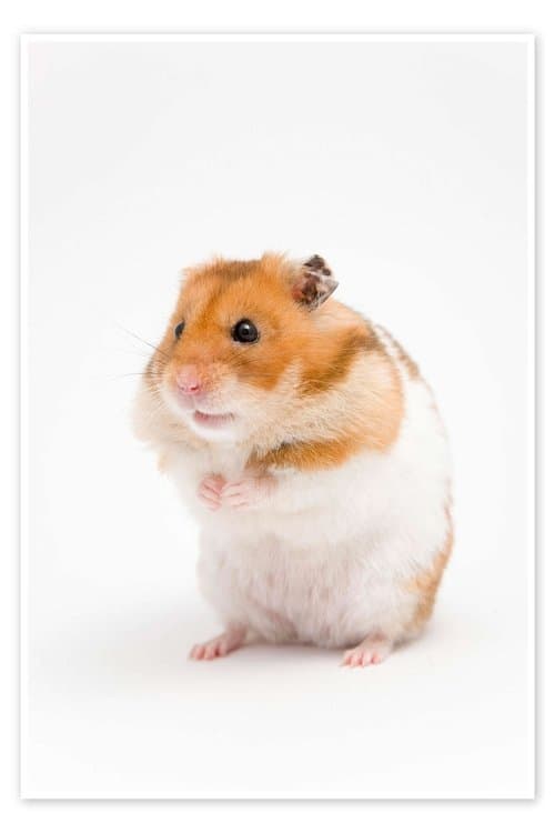 The Intervention poster