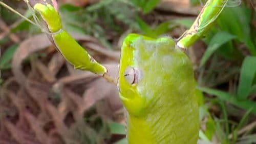 Tripping on Hallucinogenic Frogs poster