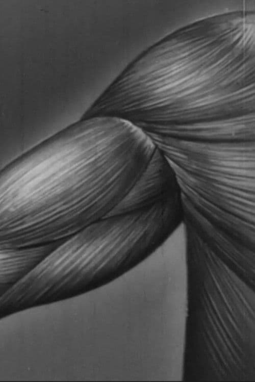 Human skeleton, muscles, movement and posture - Part II poster