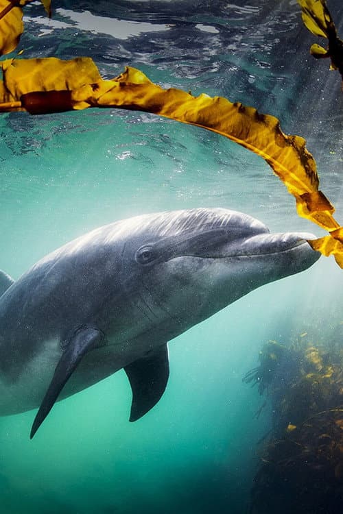 Why We Love Dolphins poster
