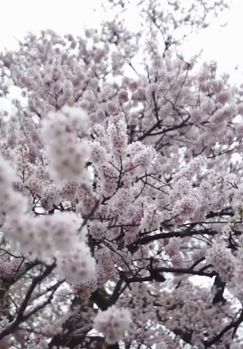 Cherry Blossom on My Palm poster