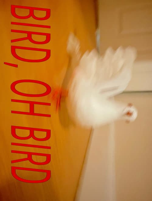 Bird, Oh Bird poster