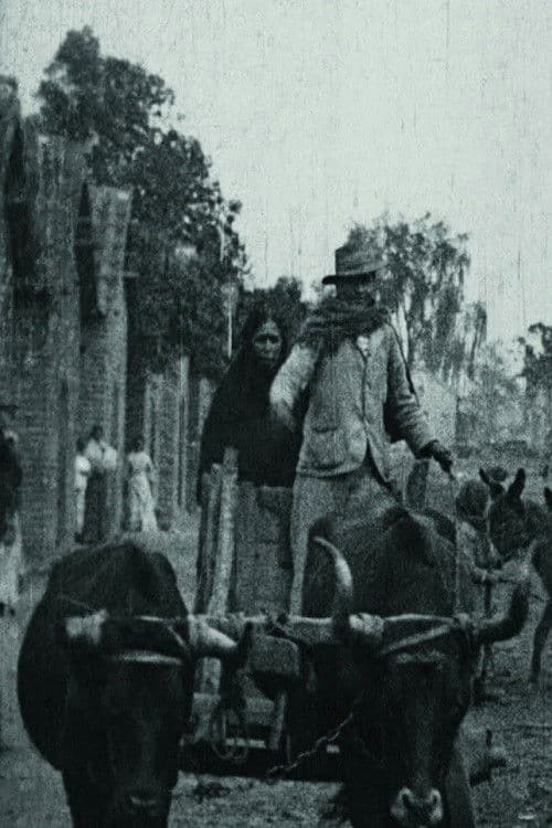 Plantation de sucre en Argentine poster