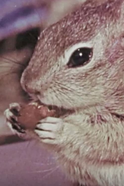 Squeak the Squirrel poster