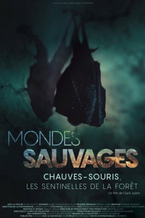 Mondes Sauvages : Chauves-souris, les sentinelles de la forêt poster