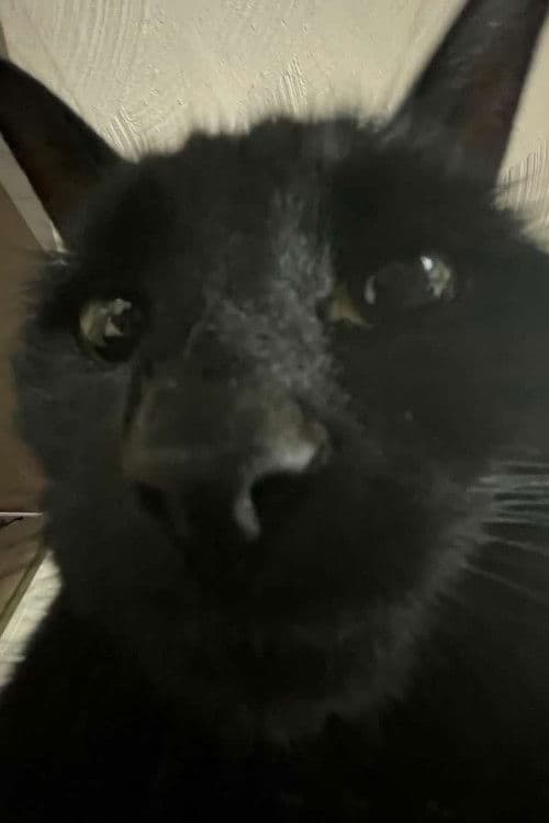 Bagherra The Cat profile photo