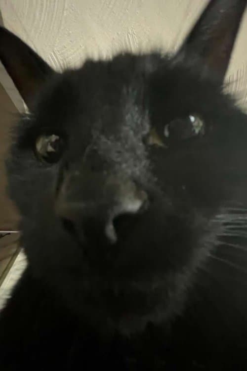 Bagherra The Cat profile photo