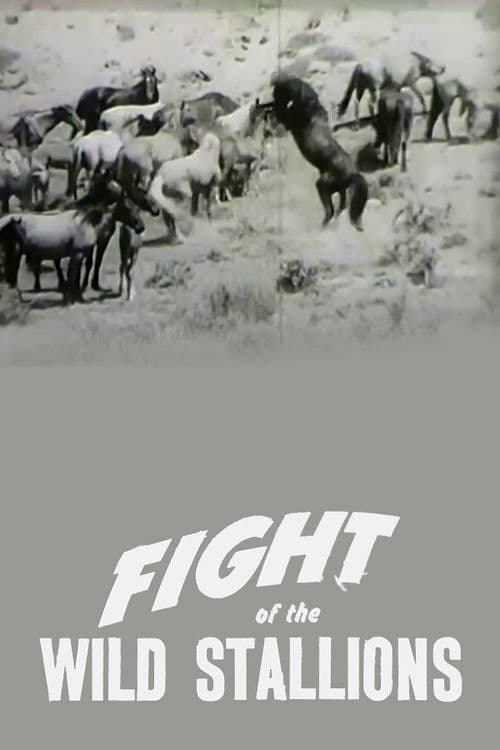 Fight of the Wild Stallions poster