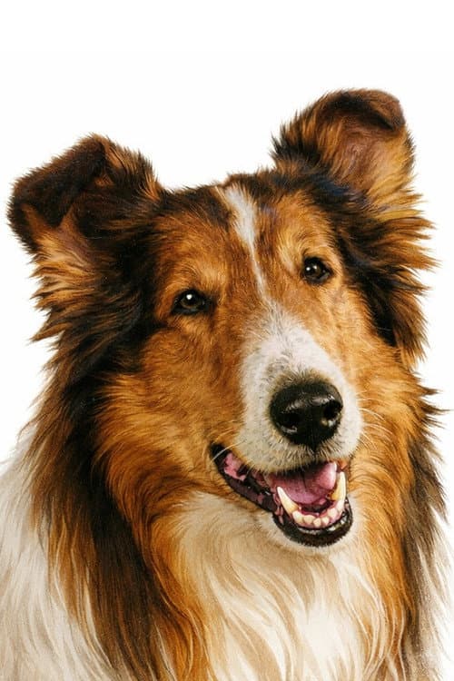 Lassie profile photo