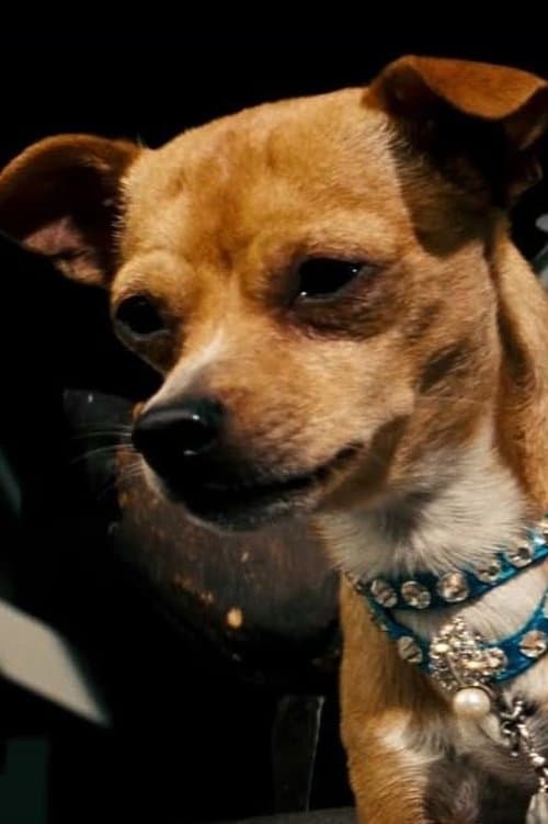 Chester the Chihuahua profile photo