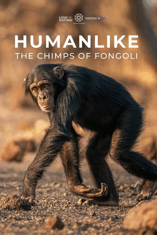 Humanlike - The Chimps of Fongoli poster