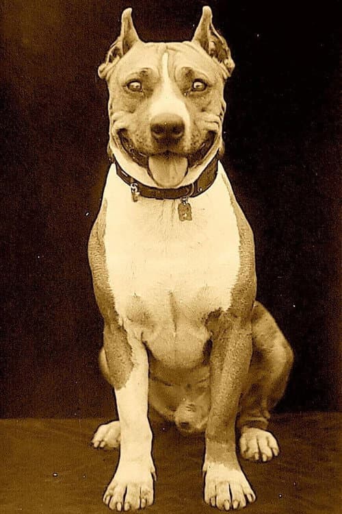 Luke the Dog profile photo