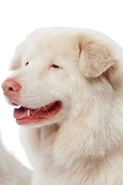 Hima profile photo