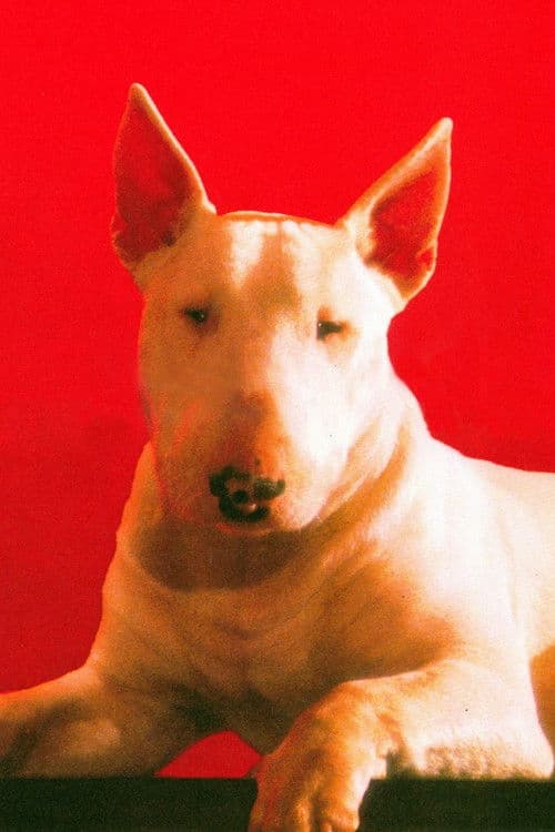 Chimbot profile photo