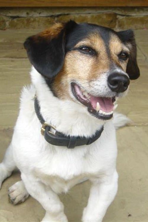 Strapper profile photo