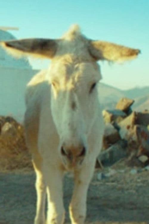 Palomo profile photo