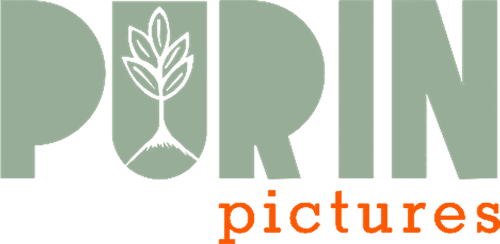 Purin Pictures