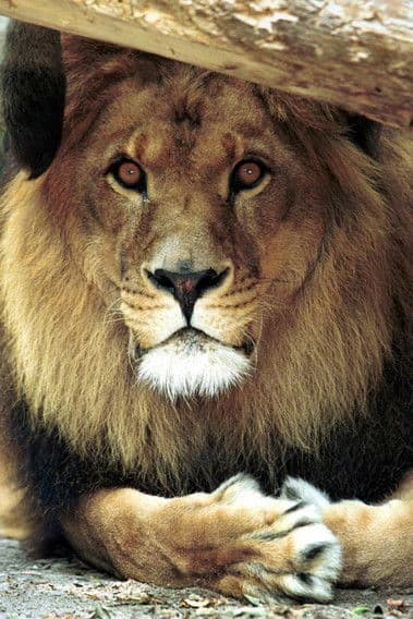 Bongo the Lion profile photo