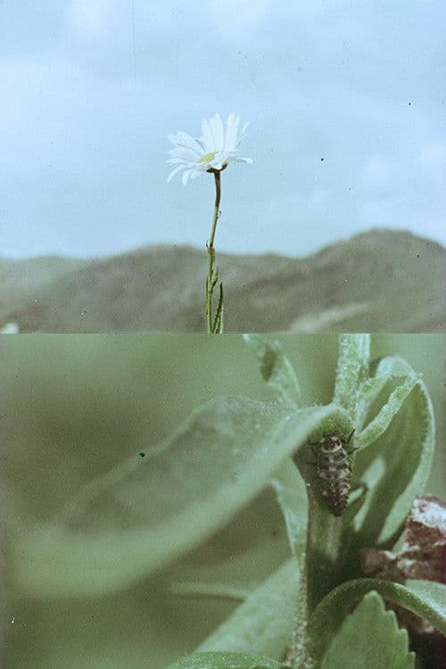Florinda y el viento poster