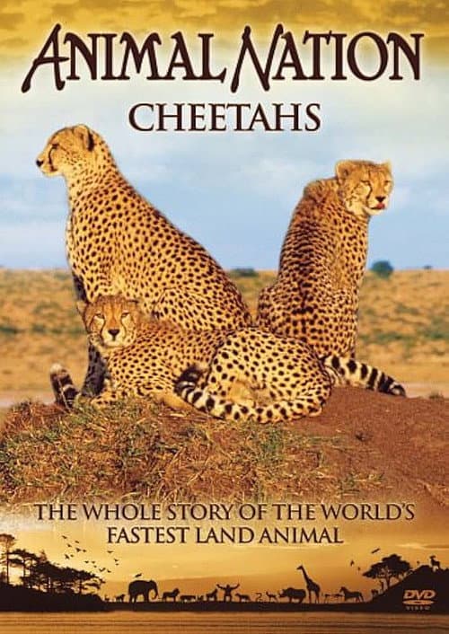 Animal Nation Cheetahs poster
