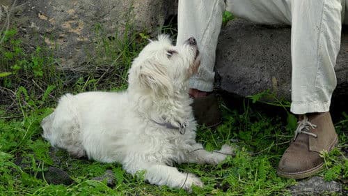 El grito de César del Bosque poster