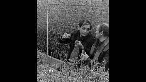 Siedem czerwonych róż, czyli Benek kwiaciarz o sobie i o innych poster