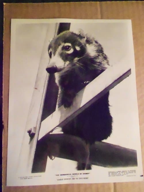 Charlie Crowfoot and the Coati Mundi poster