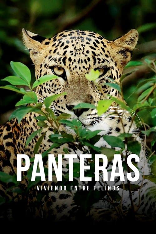 Panteras: viviendo entre felinos poster