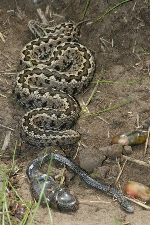 Vipera Life – A serpent’s life poster