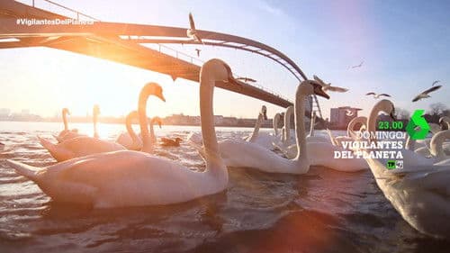 Vigilantes del Planeta poster