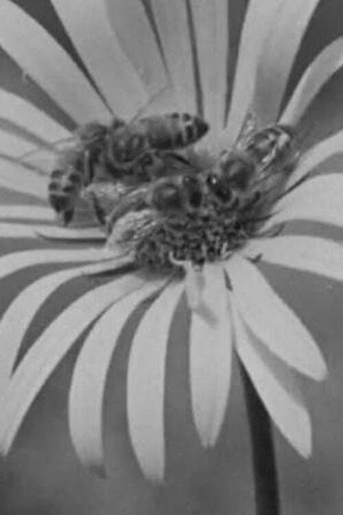 Honey Country poster