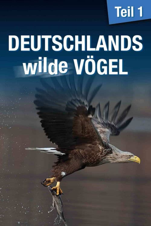 Deutschlands wilde Vögel poster