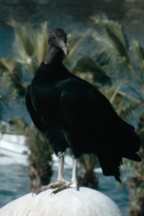 Gallinazo poster